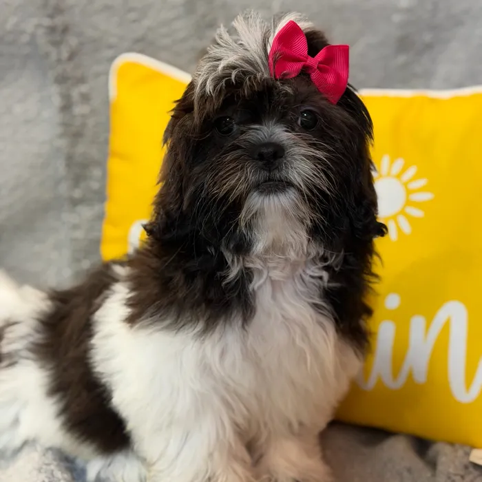 Female Shih Tzu puppy named Ellie for sale at Petland North Kansas.