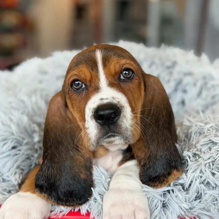 Male Basset Hound puppy named Copper for sale at Petland North Kansas.