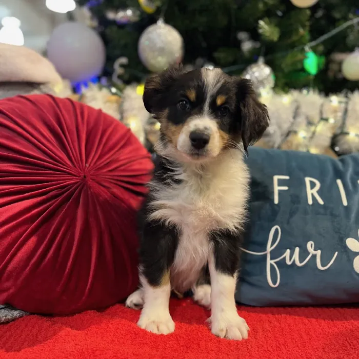 Male Miniature Australian Shepherd Puppy for Sale in Blue Springs, MO