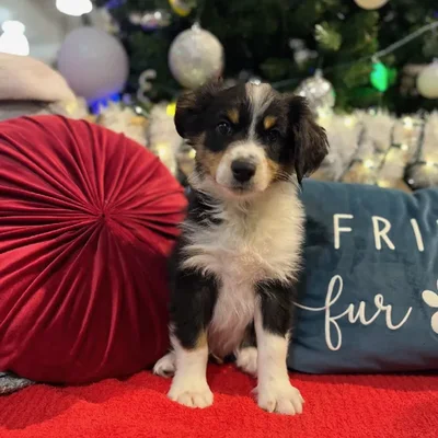 Male Miniature Australian Shepherd Puppy for Sale in Blue Springs, MO