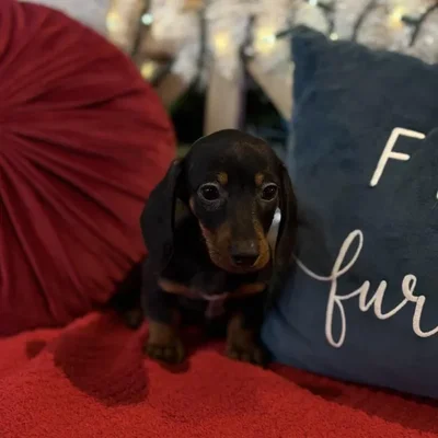 Male Dachshund Puppy for Sale in Blue Springs, MO
