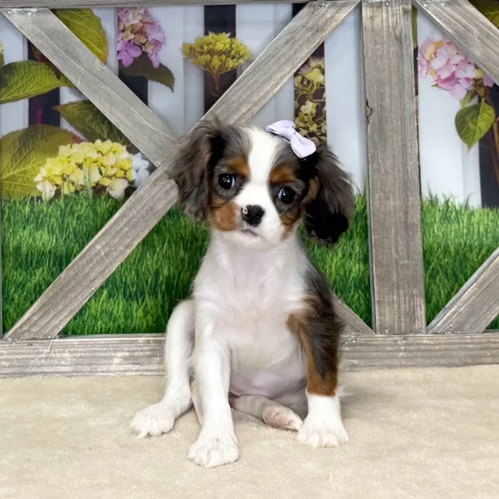 Female Cavalier King Charles Spaniel puppy named Summer for sale at Petland Blue Springs.