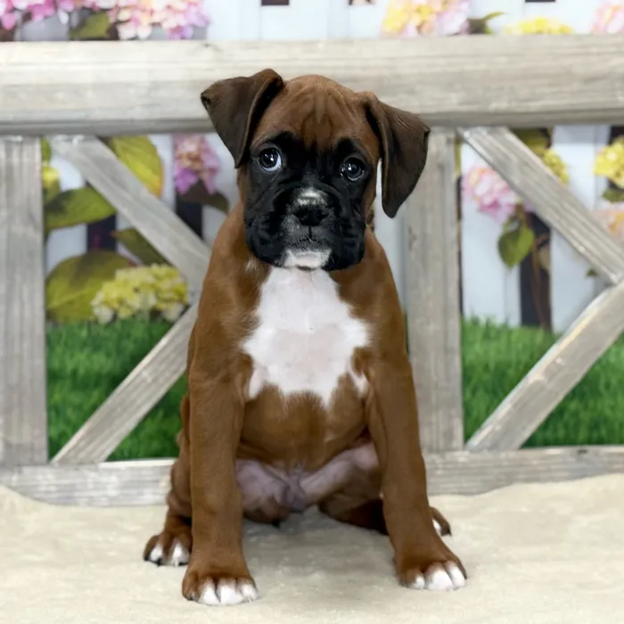 Male Boxer puppy named Zach for sale at Petland Blue Springs.