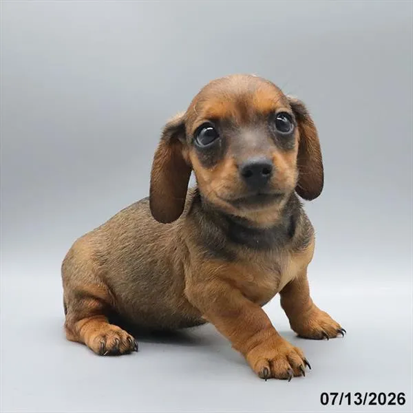 Male Dachshund puppy for sale at Petland Blue Springs.