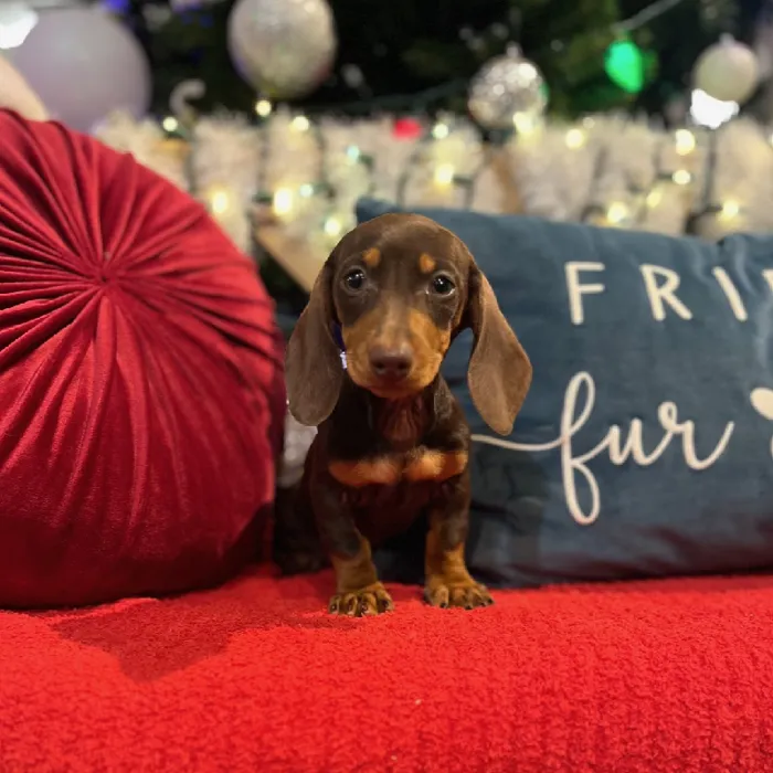 Female Dachshund Puppy for Sale in Blue Springs, MO