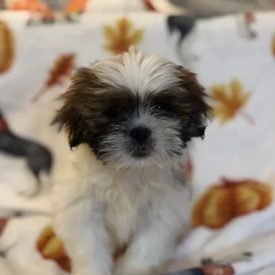 Male Lhasa Apso Puppy for Sale in Kansas City, MO