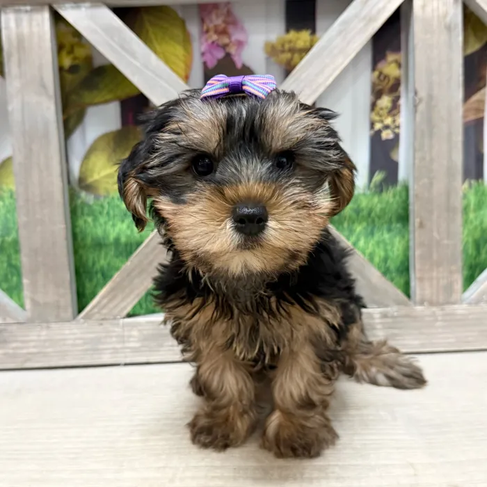 Female Yorkie puppy named Bambi for sale at Petland North Kansas.