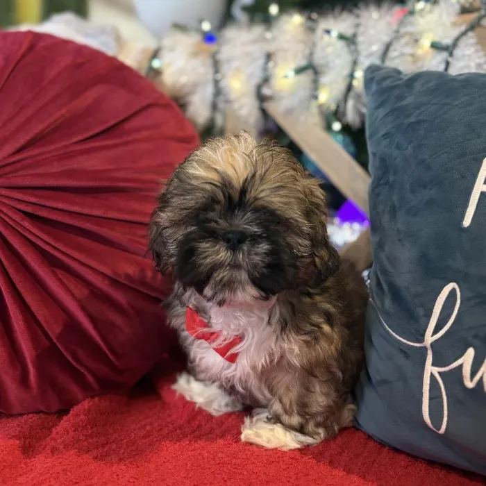Male Lhasa Apso Puppy for Sale in Kansas City, MO