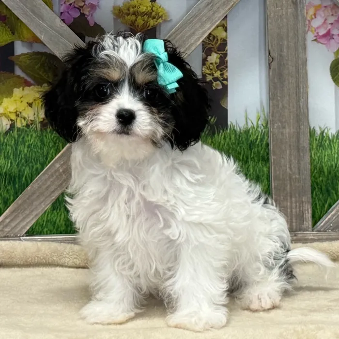 Female Cavachon puppy named Dopey for sale at Petland Blue Springs.