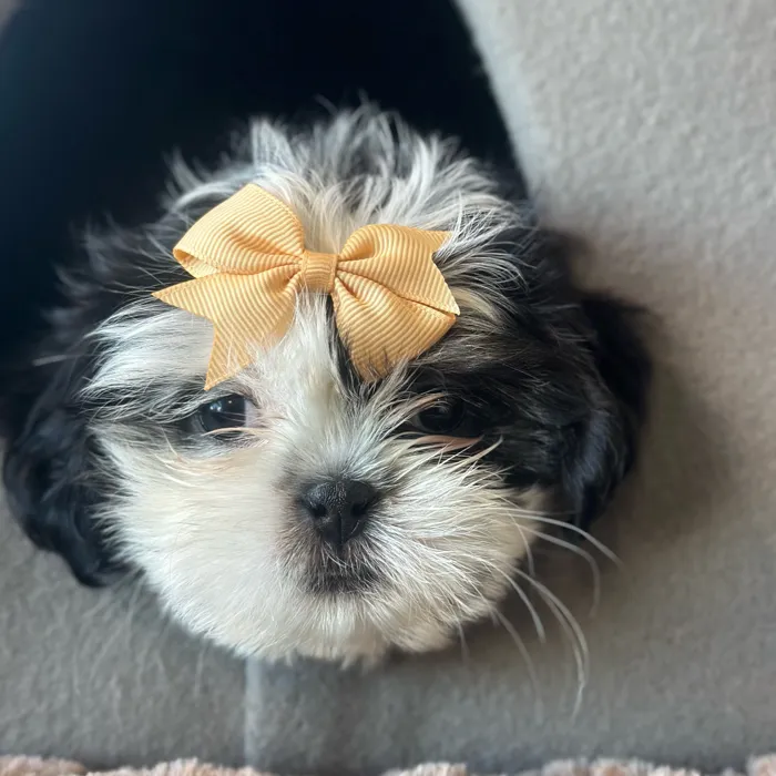 Female Shih Tzu puppy named Shelly for sale at Petland North Kansas.