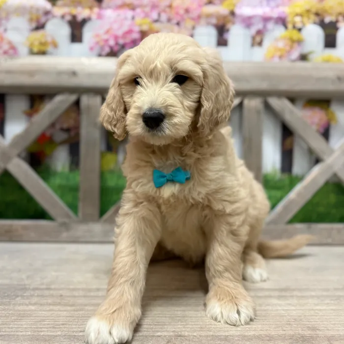 Male Goldendoodle F1 puppy named Pancake for sale at Petland North Kansas.