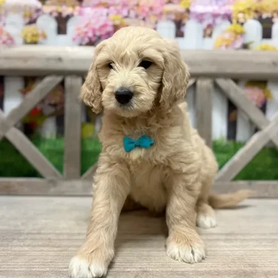 Male Goldendoodle F1 puppy named Pancake for sale at Petland North Kansas.