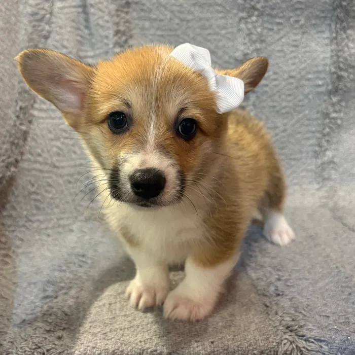 Female Pembroke Welsh Corgi puppy named Isabel for sale at Petland North Kansas.