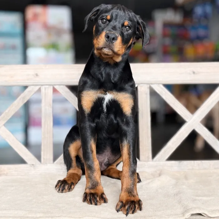 Male Rottweiler puppy named Roman for sale at Petland Blue Springs.