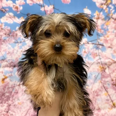 Male Yorkie puppy named Theodore for sale at Petland Blue Springs.