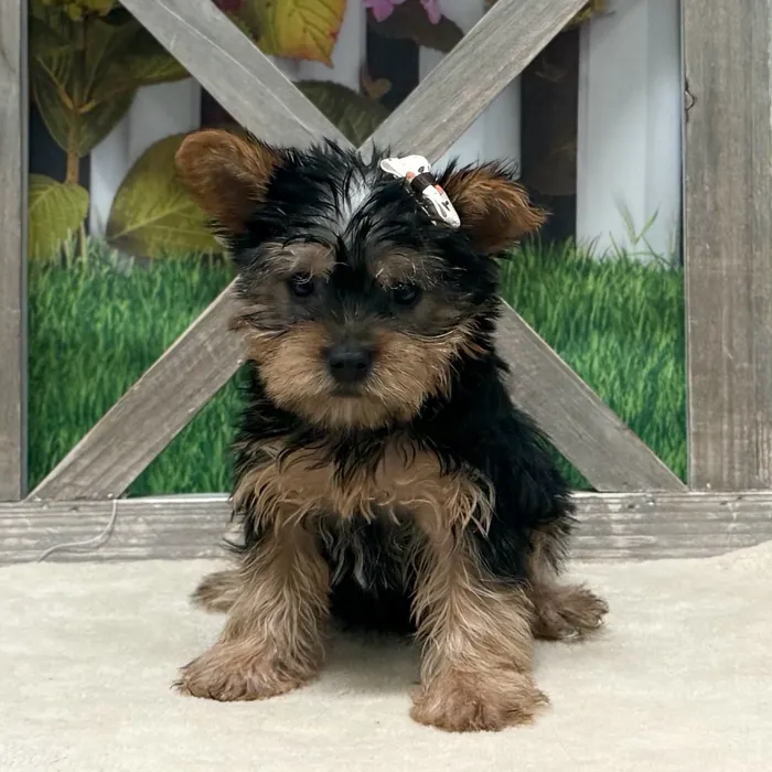 Female Yorkie puppy named Jayden for sale at Petland Blue Springs.