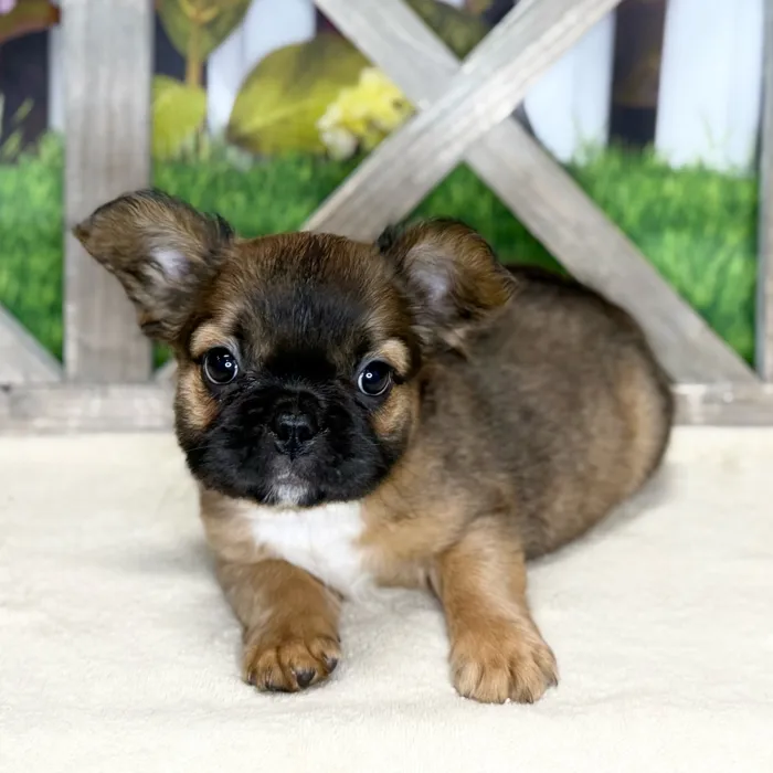 Female French Bulldog puppy named Leia for sale at Petland North Kansas.