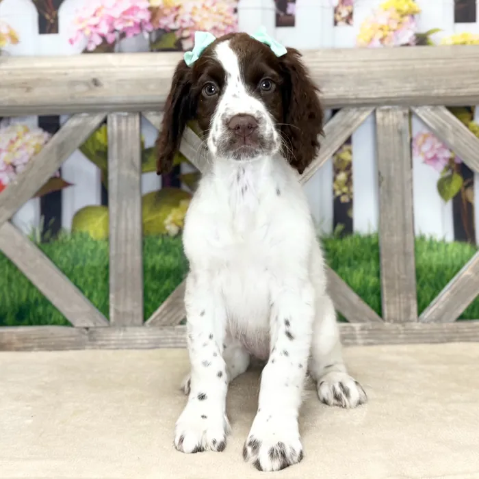 Female English Springer Spaniel puppy named Mimi for sale at Petland Blue Springs.