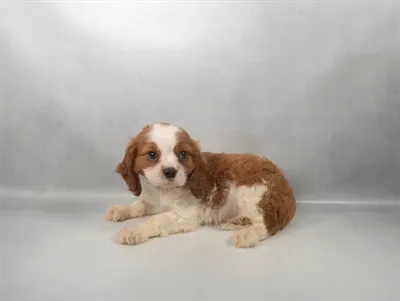 Male Cavalier King Charles Spaniel puppy named Brian for sale at Petland North Kansas.