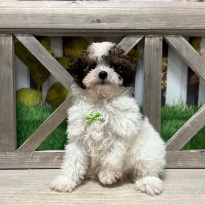 Male Toy Poodle puppy named Sage for sale at Petland Blue Springs.