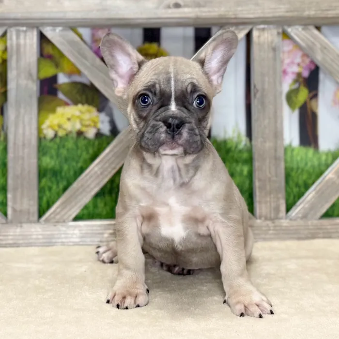 Male French Bulldog puppy named Damon for sale at Petland Blue Springs.