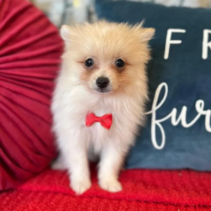 Male Pomeranian Puppy for Sale in Kansas City, MO