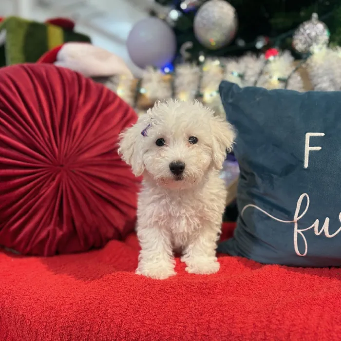 Female Bichon Puppy for Sale in Kansas City, MO