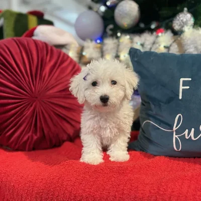 Female Bichon Puppy for Sale in Kansas City, MO