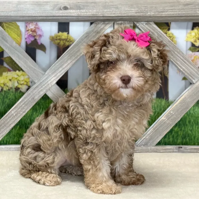 Female Toy Poodle puppy named Cookie for sale at Petland Blue Springs.
