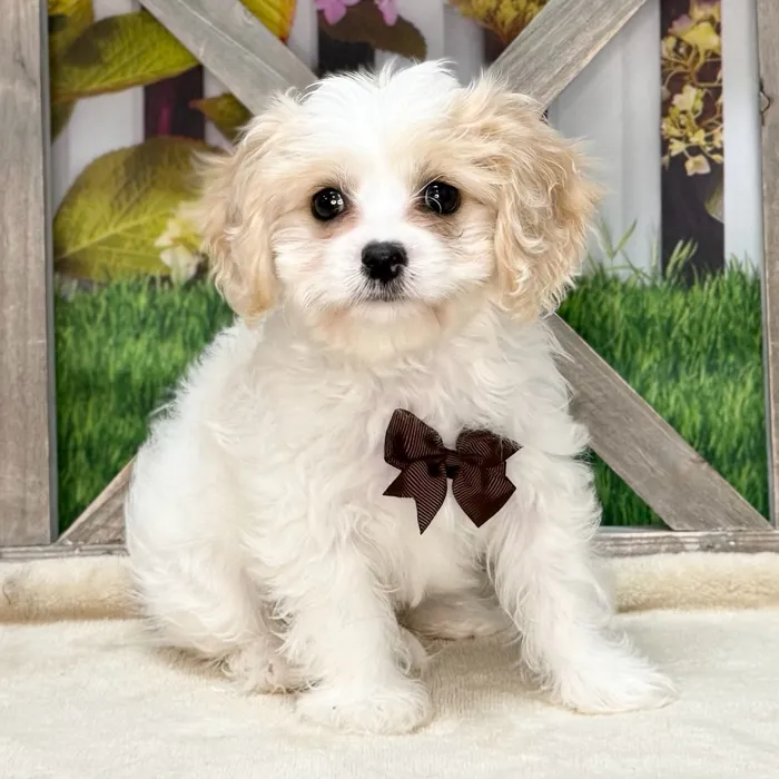 Male Cavachon puppy named Dup for sale at Petland North Kansas.