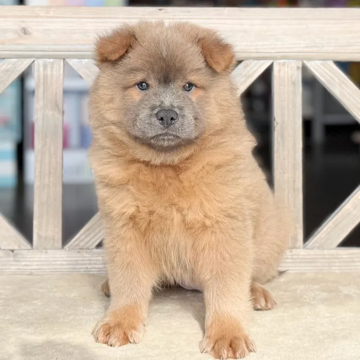 Female Chow Chow puppy named Avery for sale at Petland Blue Springs.