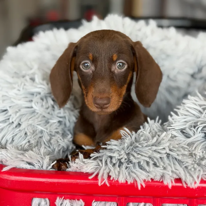 Female Dachshund puppy named Phoebe for sale at Petland North Kansas.