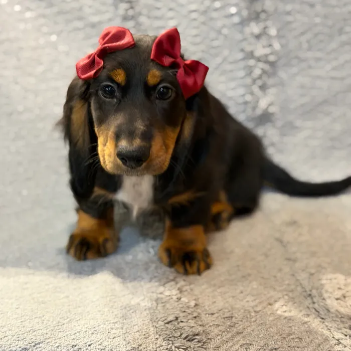 Female Dachshund puppy named Austria for sale at Petland North Kansas.