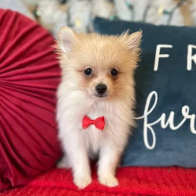 Male Pomeranian Puppy for Sale in Kansas City, MO