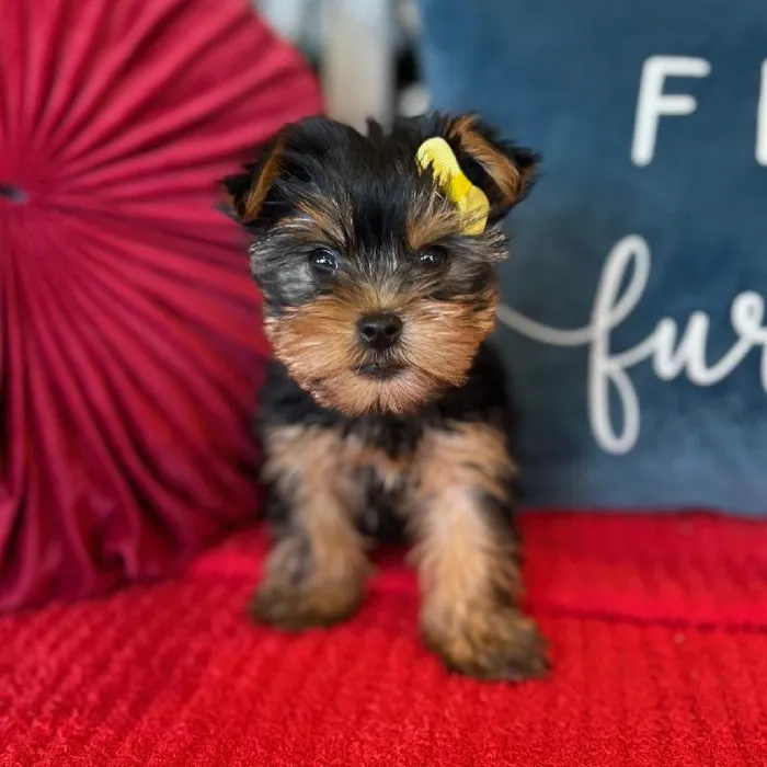 Female Yorkie Puppy for Sale in Kansas City, MO
