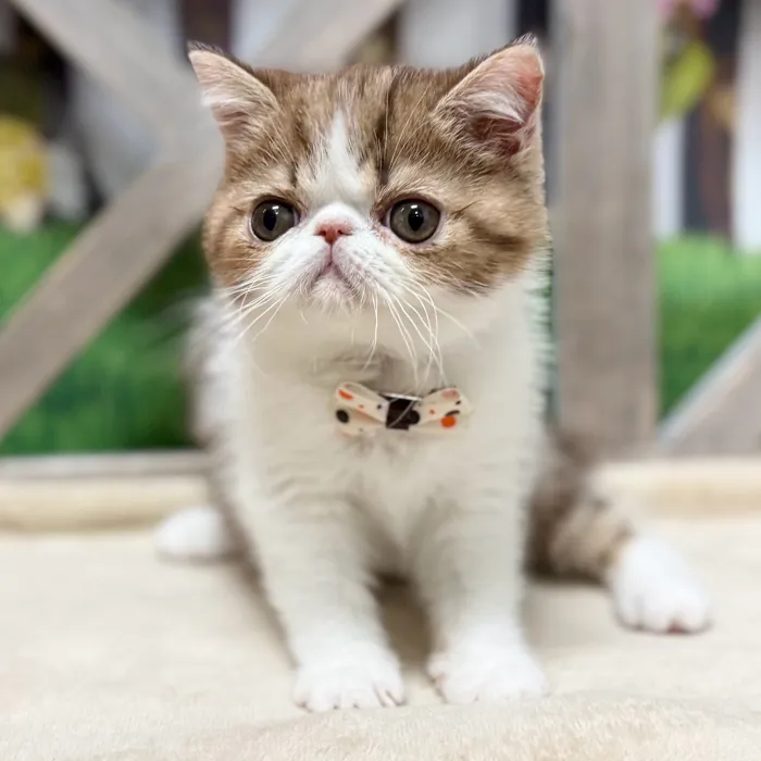 Male Exotic kitten for sale at Petland Blue Springs.