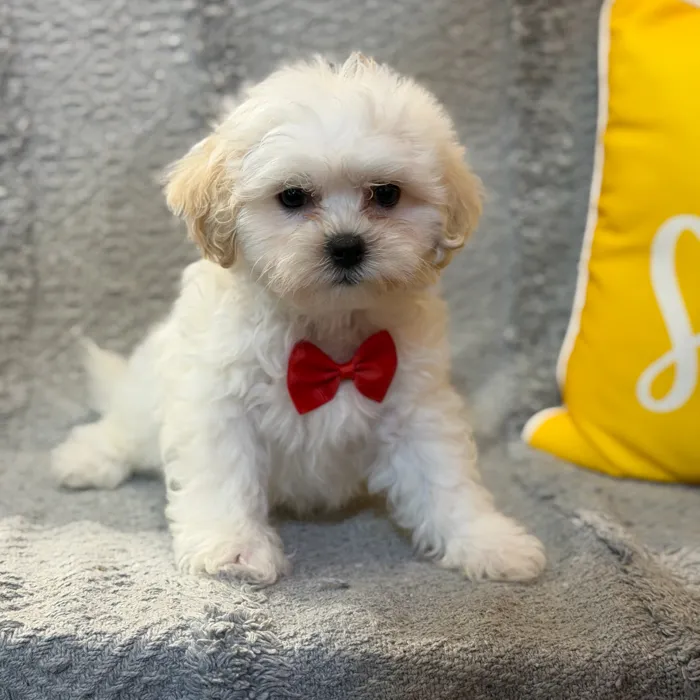 Male Teddy Bear puppy named Disney for sale at Petland North Kansas.