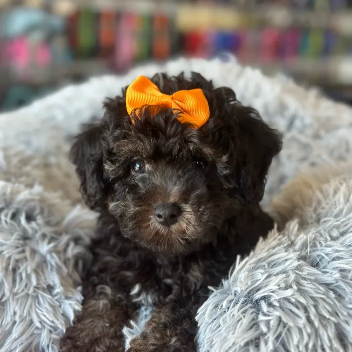 Male Toy Poodle puppy named Reeces for sale at Petland North Kansas.