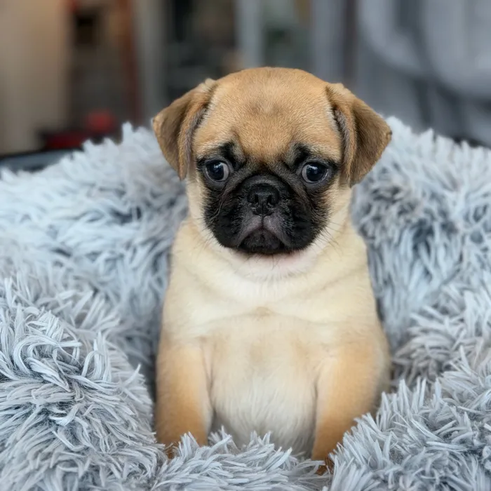 Male Pug puppy named Pugsley for sale at Petland North Kansas.