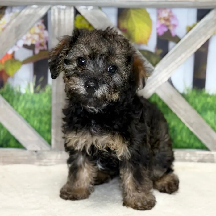 Male Yorkie-Poo puppy named Vader for sale at Petland Blue Springs.