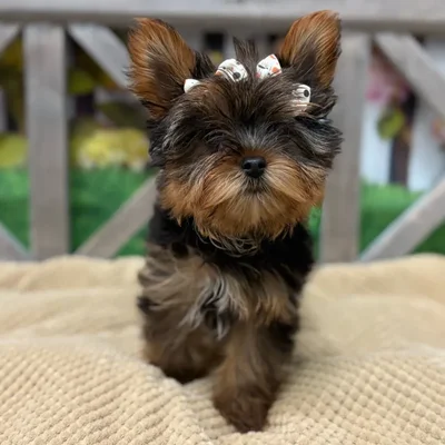 Female Yorkie puppy named Pixie for sale at Petland Blue Springs.