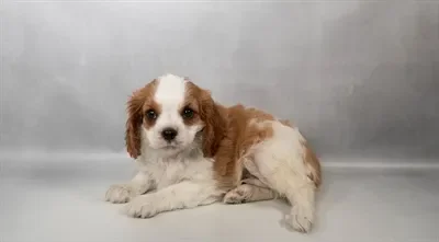 Male Cavalier King Charles Spaniel puppy named Mar for sale at Petland North Kansas.