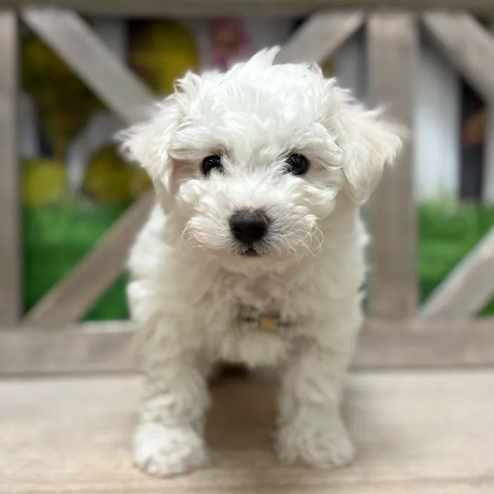 Male Bichon puppy named Jackson for sale at Petland Blue Springs.