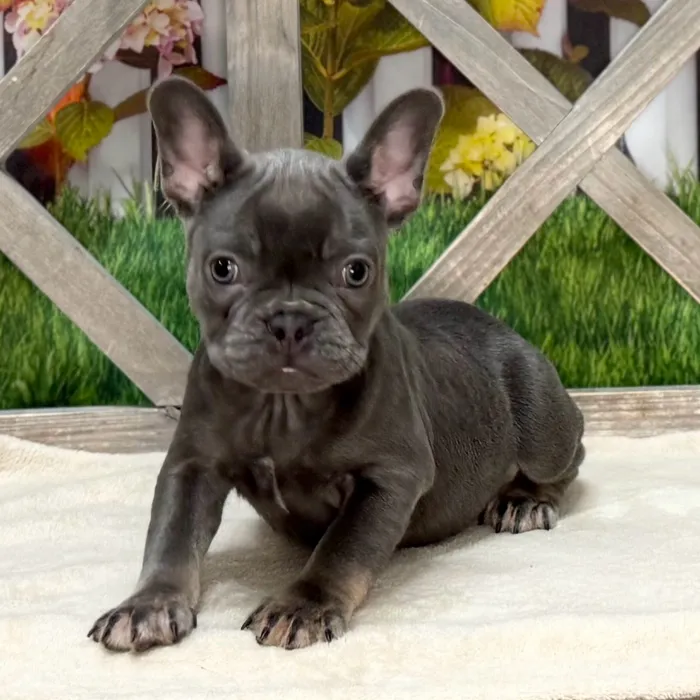 Female French Bulldog puppy named Violet for sale at Petland Blue Springs.