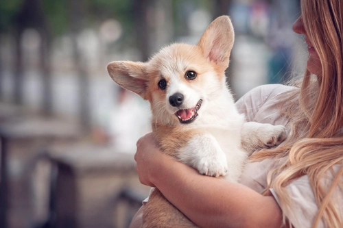 Petland