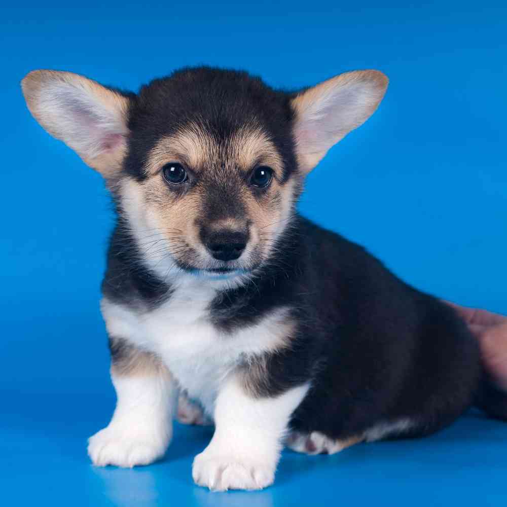 Pembroke Welsh Corgi Puppies for Sale image