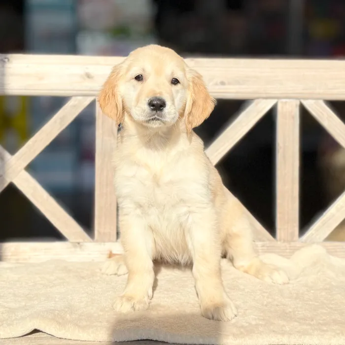 Female Golden Retriever puppy named Sunny for sale at Petland Blue Springs.