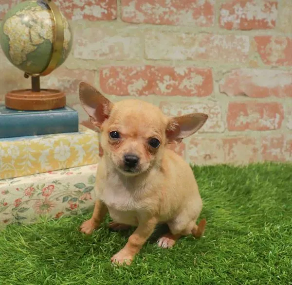 Female Chihuahua puppy named Lantern for sale at Petland North Kansas.