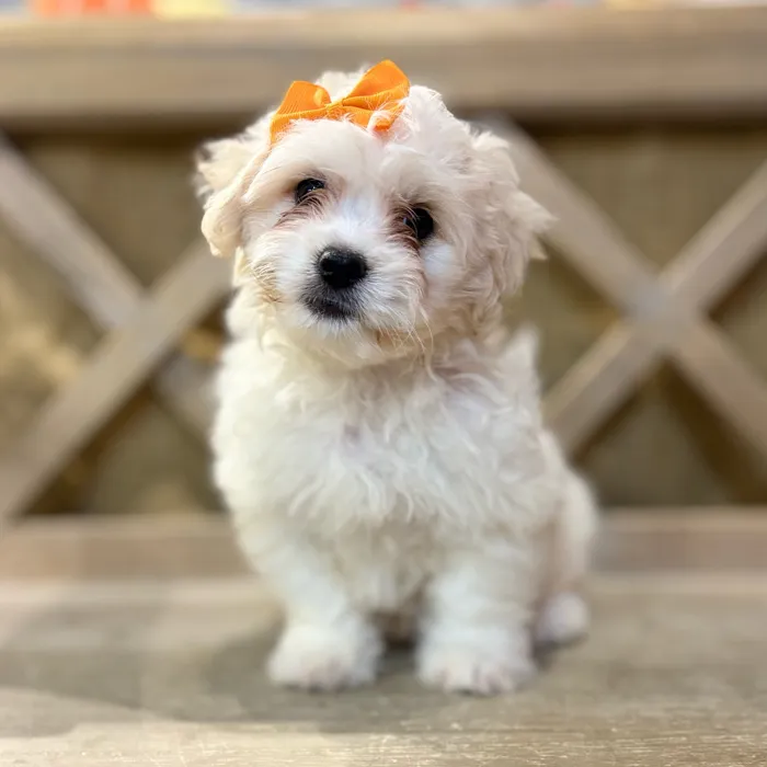 Female Teddy Bear puppy named Winnie for sale at Petland North Kansas.
