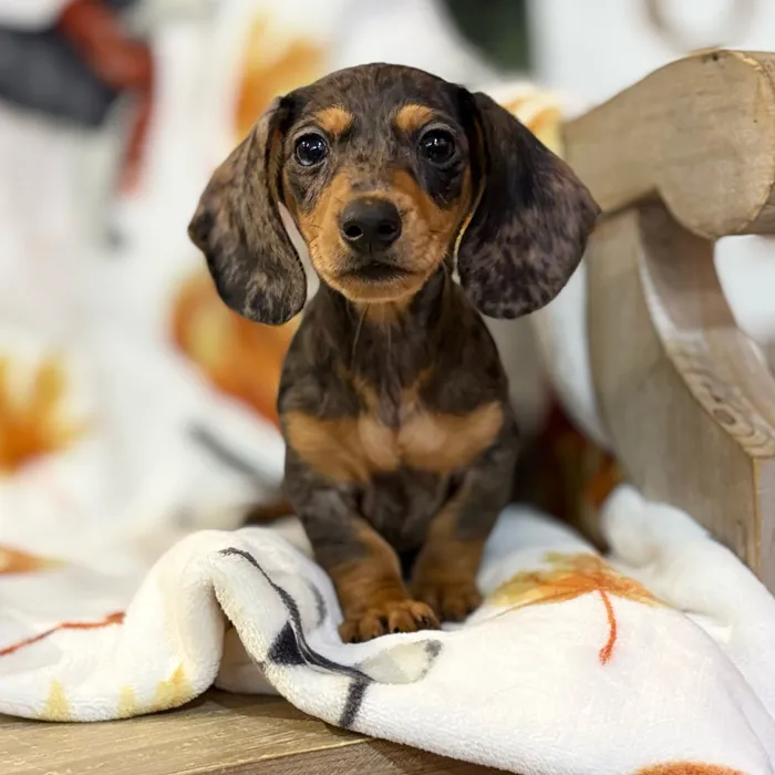 Male Dachshund puppy named Zeus for sale at Petland North Kansas.